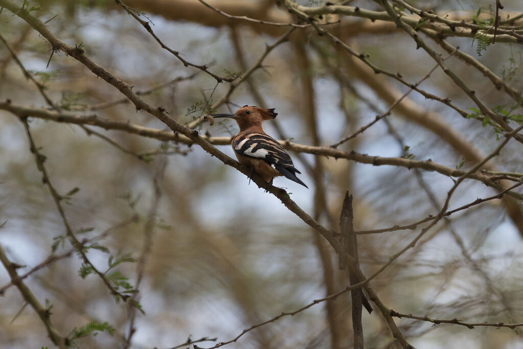 Eurasian Hoopoe, eats