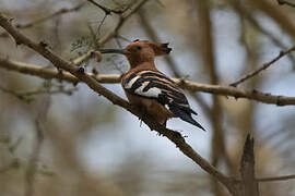 Eurasian Hoopoe