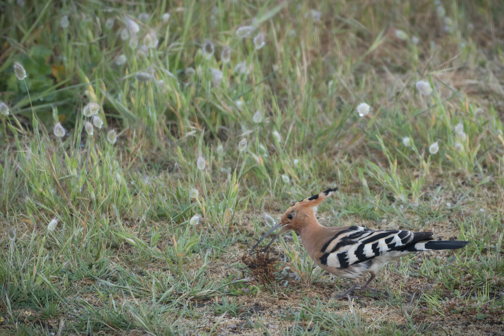 Eurasian Hoopoe