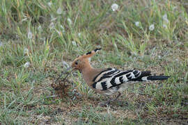 Eurasian Hoopoe