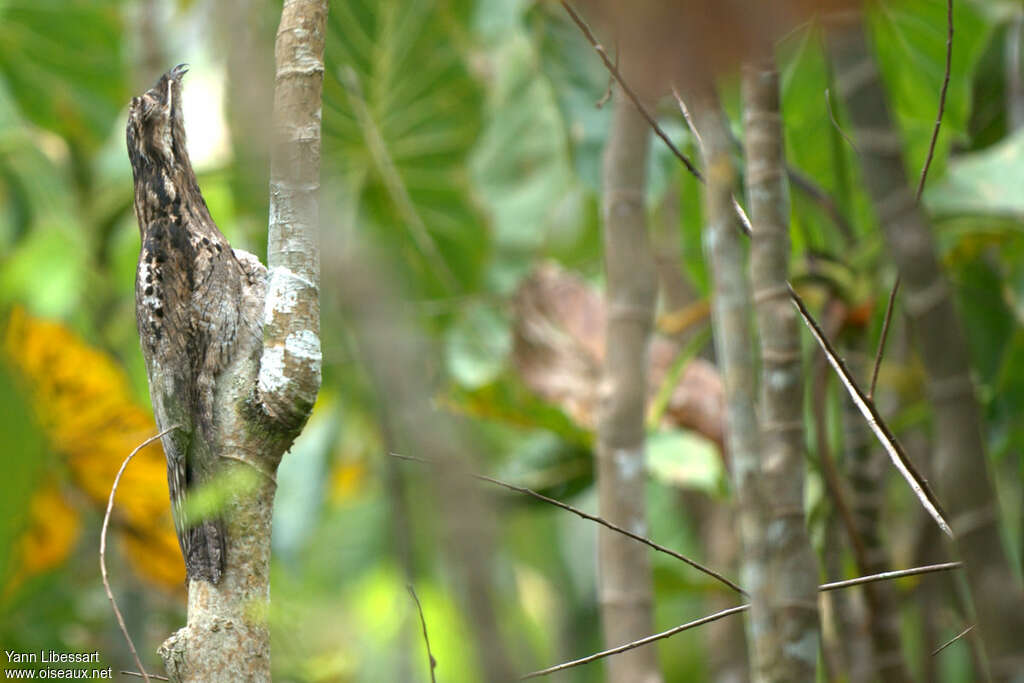 Common Potooadult, habitat, camouflage, pigmentation