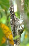 Common Potoo