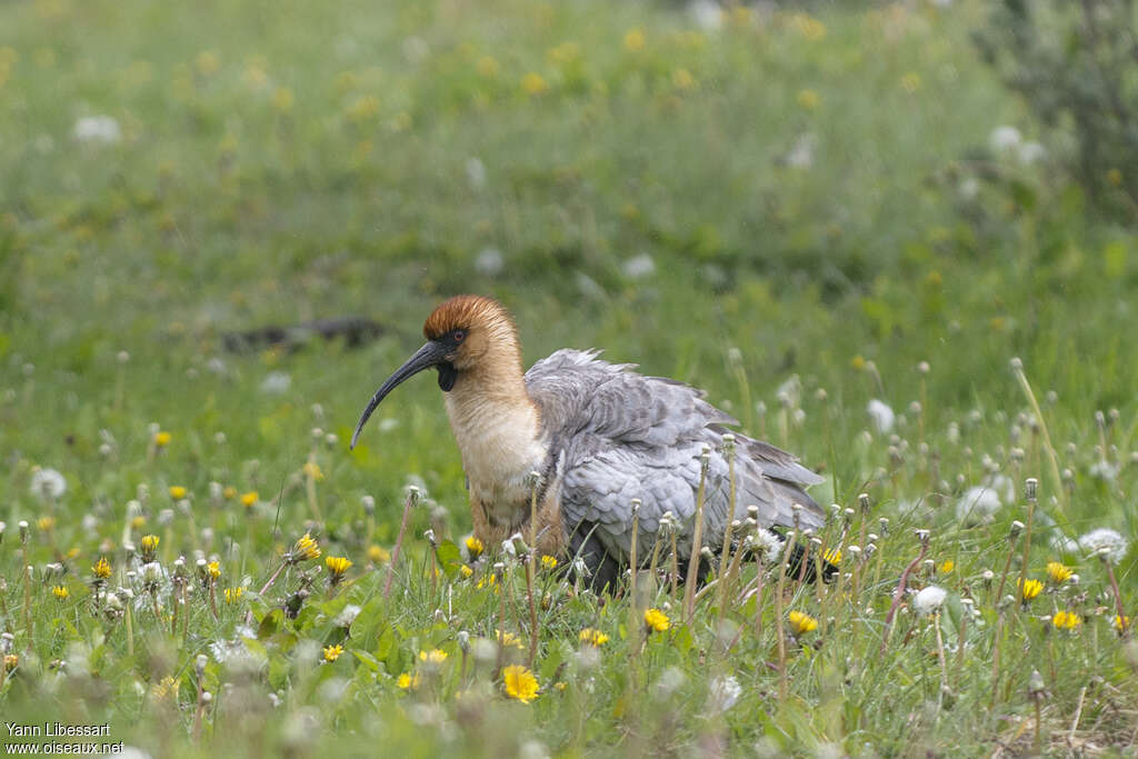 Black-faced Ibisadult, Behaviour