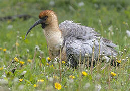 Black-faced Ibis