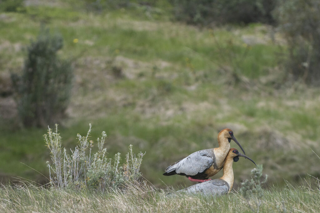 Black-faced Ibis , Behaviour