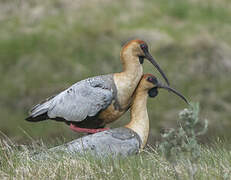 Black-faced Ibis