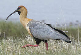 Black-faced Ibis