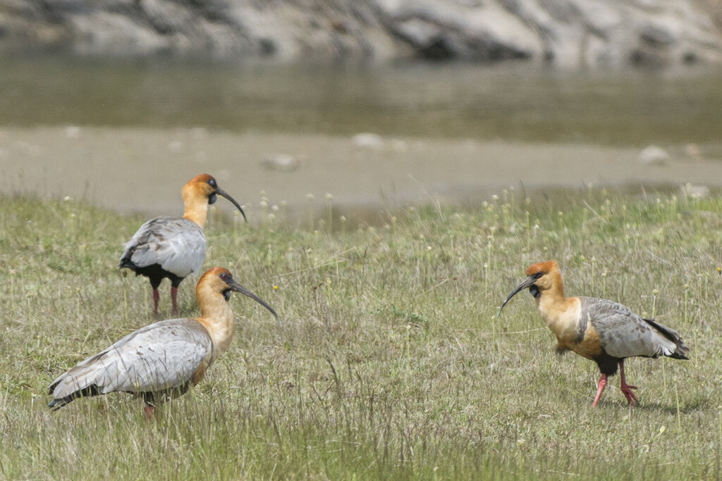 Black-faced Ibis