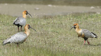 Black-faced Ibis