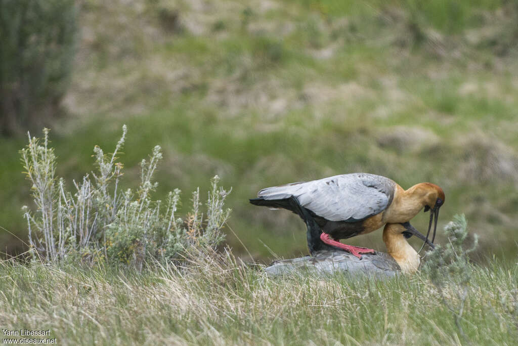 Black-faced Ibisadult, mating.