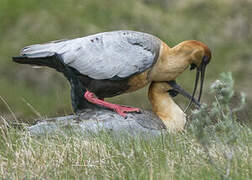 Black-faced Ibis