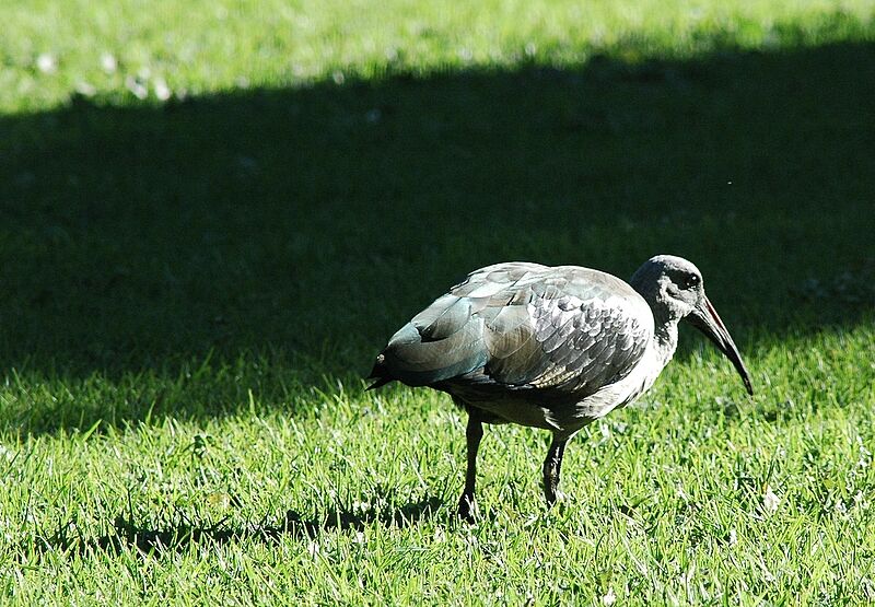 Hadada Ibis