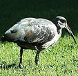 Ibis hagedash