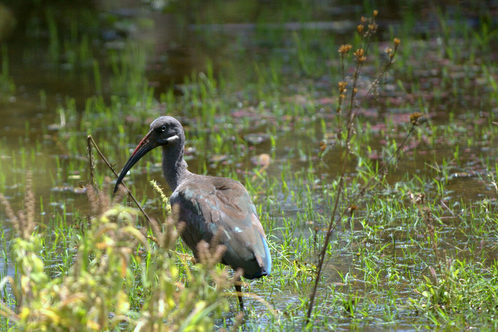 Hadada Ibis