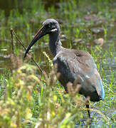 Hadada Ibis