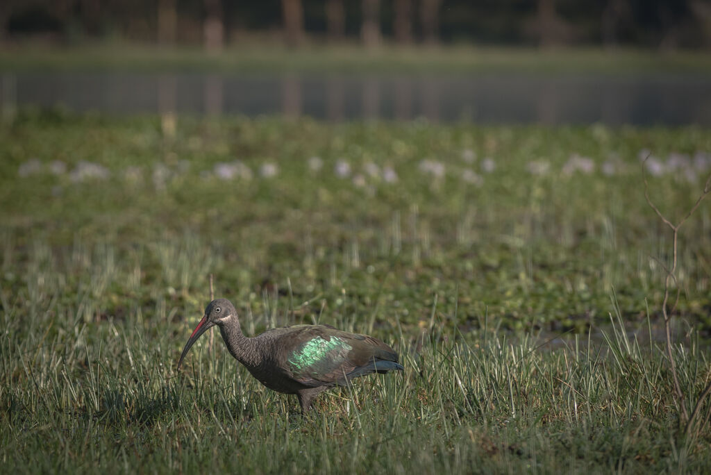 Hadada Ibis