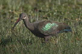 Hadada Ibis