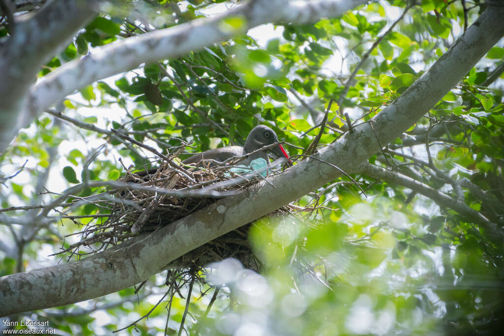 Hadada Ibisadult, Reproduction-nesting