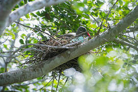 Hadada Ibis