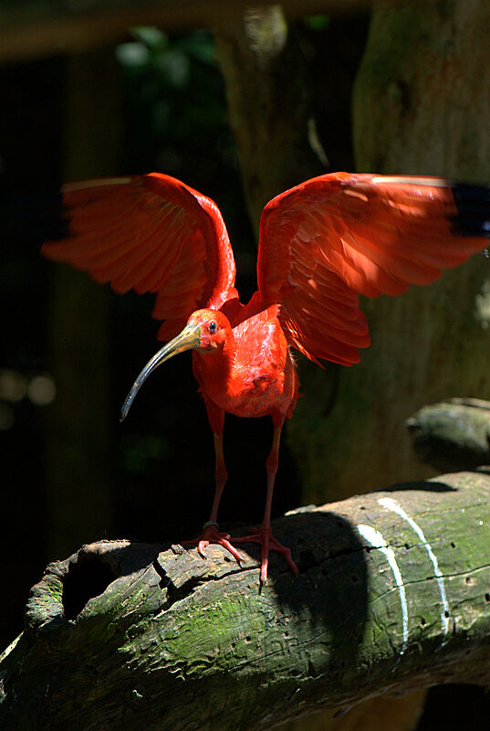 Scarlet Ibis