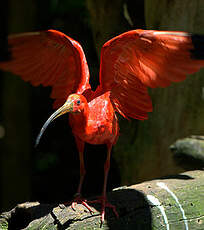 Ibis rouge