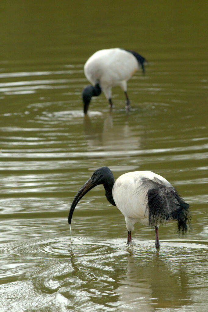 African Sacred Ibis