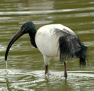 African Sacred Ibis