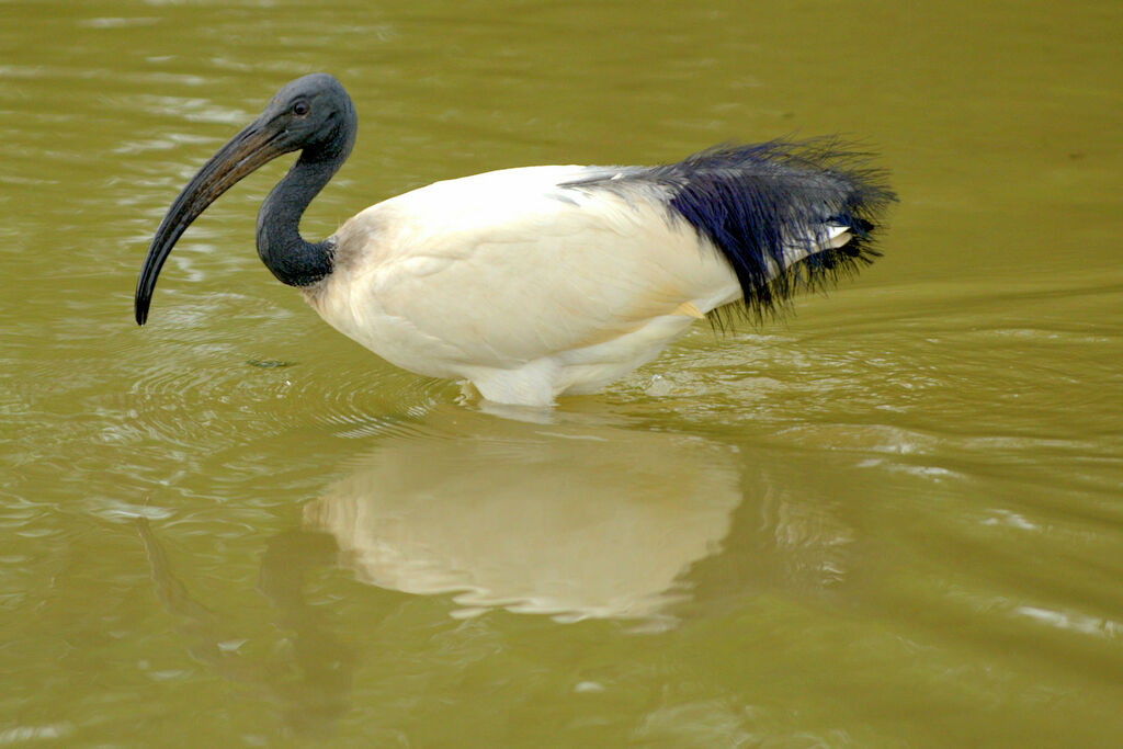 African Sacred Ibis