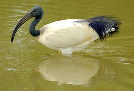 African Sacred Ibis