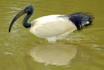 Ibis sacré