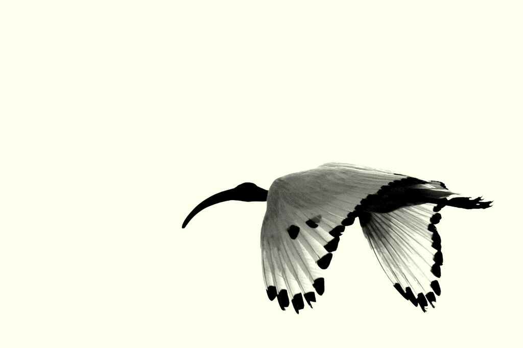 African Sacred Ibis