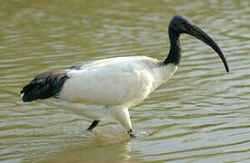 African Sacred Ibis