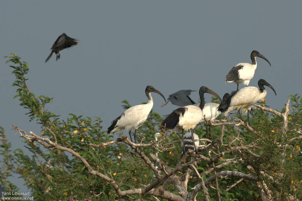 Ibis sacré, Comportement