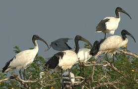 African Sacred Ibis