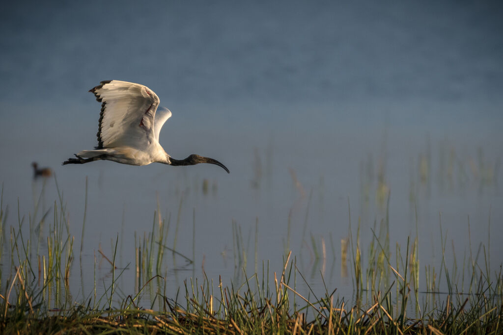 African Sacred Ibis