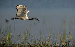 Ibis sacré