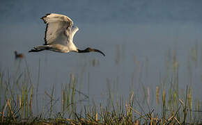 African Sacred Ibis