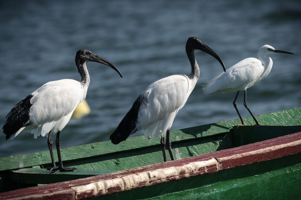 African Sacred Ibis