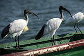 Ibis sacré