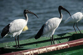 African Sacred Ibis