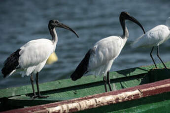 Ibis sacré