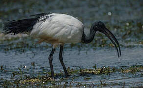 African Sacred Ibis