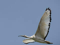 African Sacred Ibis