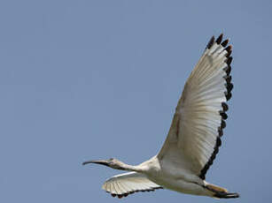 Ibis sacré