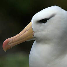 Albatros à sourcils noirs