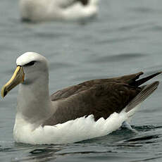 Albatros de Salvin