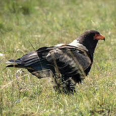 Bateleur des savanes