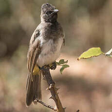 Bulbul tricolore