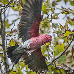 Cacatoès rosalbin