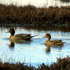 Canard d'Eaton